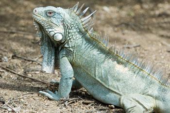 04Iguana