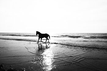 03 animal beach black 2960172