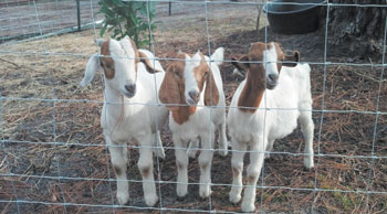 15 01 goats