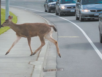 06 05 DEER CROSSING 1 