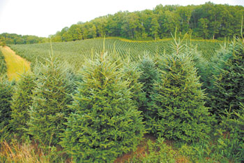 07 Fraser Fir farm