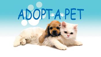 05 04 Pet Adoption 3