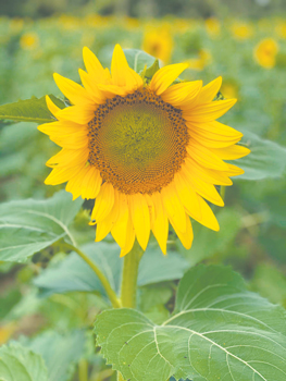 18 01 hubbs farm sunflower