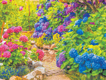 17 02 hydrangeas