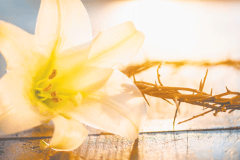 15 Easter lily and crown of thorns