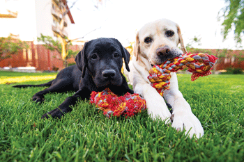 10 dogs in yard