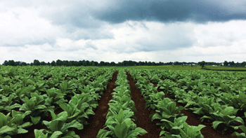 06 Tobacco Field