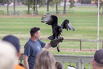 falconry