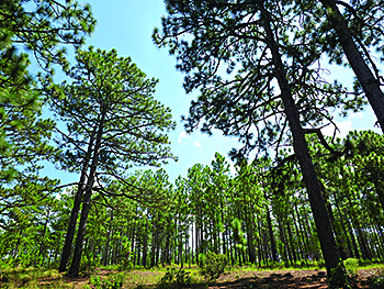 Shadows in the Pines offers haunting new way to discover Carvers Creek State Park