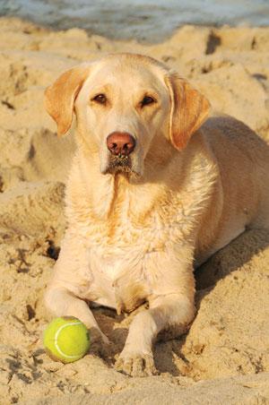 07142010dogatbeach.jpg