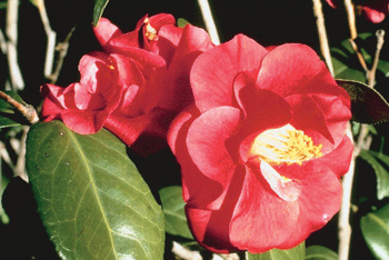 02-23-11-camellia.gif