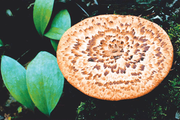 03-23-11-fungus.gif