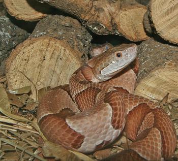 05-25-11-copperheads_5968.jpg