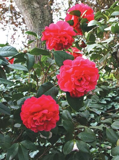 02-22-12-camellia-show.jpg